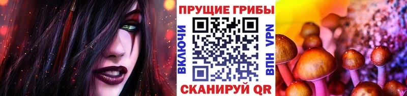 где купить   Дубовка  Галлюциногенные грибы Cubensis 